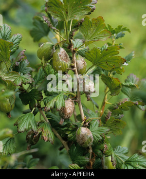 American oidio Podosphaera mors uvae infezione su uva spina Frutti Foto Stock