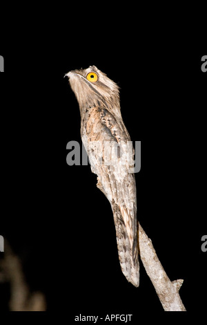 Northern Potoo Nyctibius jamaicensis mexicanus San Blas Nayarit Messico 20 gennaio Adulti Nyctibiidae Foto Stock