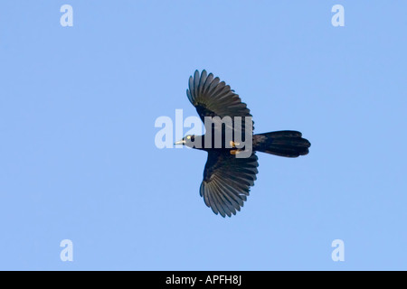 Violaceo sostenuto Jay Cyanocorax beecheii San Blas Nayarit Messico 20 gennaio Adulti Corvidae Foto Stock