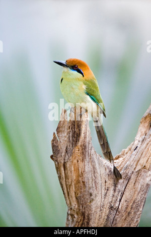 Russet crowned Motmot Momotus mexicanus Sayulita Nayarit Messico 18 gennaio Adulti Momotidae Foto Stock