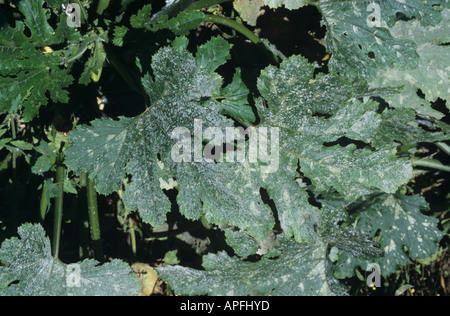 Oidio Sphaerotheca fuliginea sulle foglie di zucchine Foto Stock