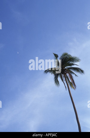 Palm tree contro un cielo blu. Foto Stock