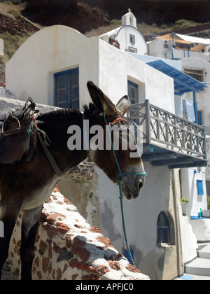 Asino nel porto di Ammoudi sull'isola greca di Santorini Foto Stock