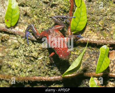Dendrobates pumilio, noto anche come una fragola poison dart rana o levi rana, in una centrale di American rain forest. Foto Stock