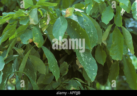 Oidio malattia delle foglie oidio heveae infezione su foglie di gomma della Malaysia Foto Stock