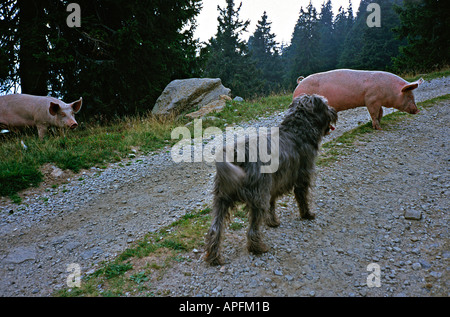 Curioso divertente incontro Schnautzer di cani di razza mista andando su una traccia sulle montagne delle Alpi in Ticino Svizzera Foto Stock