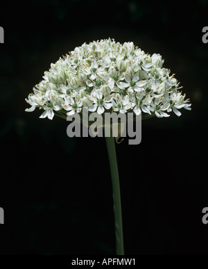 Unico fiore spike di Allium multibulbosum Foto Stock