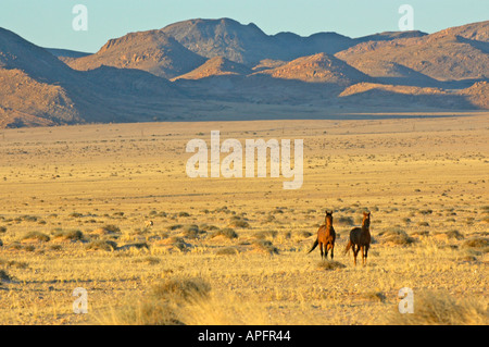 Feral Horses vicino Aus sud della Namibia Foto Stock