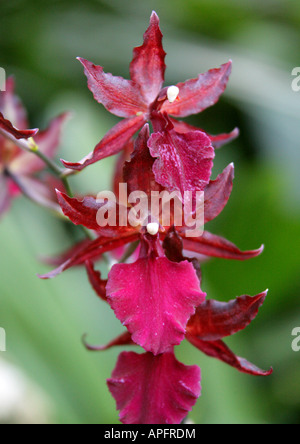 Hybrid Orchid Colmanara Cultivar Orchidaceae Foto Stock