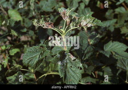 American oidio Podosphaera mors uvae su foglie di ribes nero Foto Stock