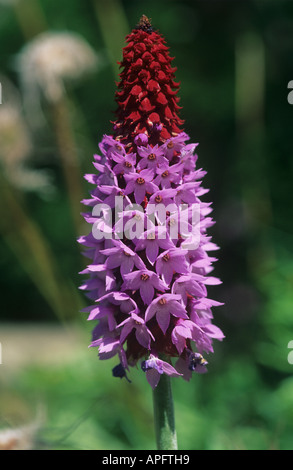 In prossimità di una Primula vialli flower spike con la metà dei broccoli aperto Foto Stock