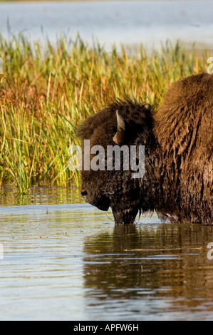 Un Bison camminando nell'acqua di lago. Foto Stock