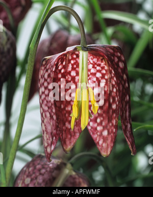 La sezione attraverso il fiore di una testa di serpenti fritllary Fritillaria meleagris Foto Stock