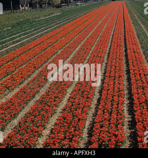 Rosso arancione tulipani in un bulbfield olandese in Olanda a molla Foto Stock