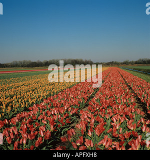 Righe della fioritura tulipani in un bulbfield olandese in Olanda a molla Foto Stock