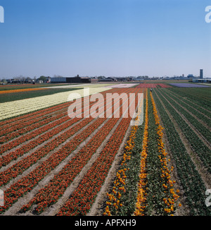 Ampio campo di tulipani di fioritura di molte varietà in un bulbfield olandese Holland Foto Stock