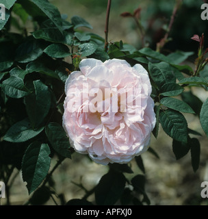 Rosa rose Redoute bloom su un arbusto da giardino Foto Stock