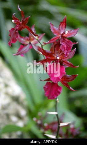 Hybrid Orchid Colmanara Cultivar Orchidaceae Foto Stock