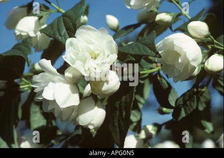 Mock Orange Filadelfo doppia verginale fiori bianchi contro il cielo blu Foto Stock