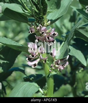 La molla di semina Fagiolo di campo di piante in fiore Devon Foto Stock