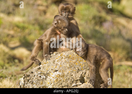 Tre giovani baby babbuino Gelada giocare su una roccia nel Semien Mountains National Park. Foto Stock