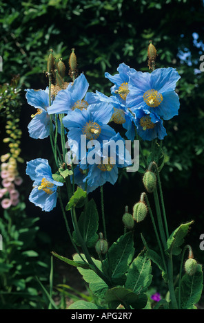 Himalayana di papavero blu Meconopsis betonicifolia fioritura delle piante Foto Stock