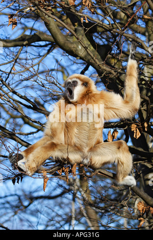 Gibbon comune, Lar gibbone, chiamando bianco-consegnato gibbone (Hylobates lar), seduto su un albero in un giardino zoologico durante la chiamata Foto Stock