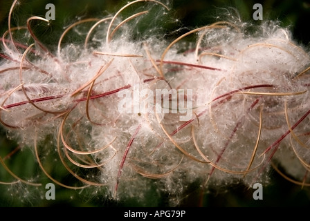 Il seedhead del Rosebay Willowherb, Chamaenerion angustifolium. Foto Stock