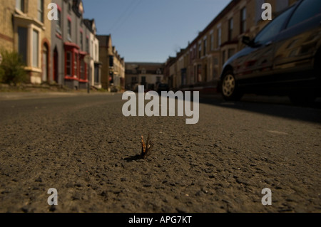 Butterfly ensoleillement stesso su un vecchi malandato street in un sobborgo di Liverpool England Foto Stock