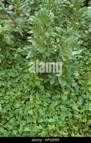 Nero centinodia Bilderdykia convolvulus weed infestazione nel fagiolo di Campo di raccolto Foto Stock