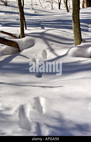 Le vie attraverso il legno Foto Stock