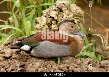 Di inanellare teal (Callonetta leucophrys) anatra Foto Stock