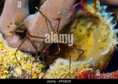 Una piccola freccia Yellowline Crab coetanei fuori dalla sua casa in una florida barriera corallina. Foto Stock