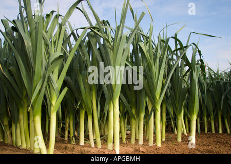 Il Porro crescente commercialmente in Lincolnshire Field. Foto Stock