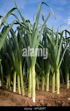 Il Porro crescente commercialmente in Lincolnshire Field su limo. Foto Stock