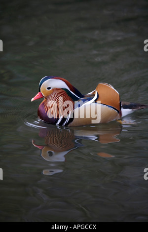 Anatra Mandarina Aix galericulata drake Foto Stock