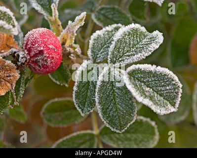 Smerigliati rosa ad arbusto hip e lascia nel novembre Inghilterra UK UE Foto Stock