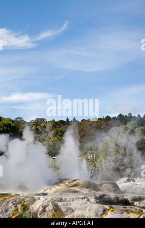 Pohutu geyser che erutta acqua di cottura a vapore in Te Puia in Riserva Termale di Whakarewarewa Rotorua Nuova Zelanda Foto Stock