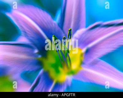 Orizzontale di fiori Foto Stock