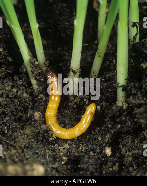 Wireworm Agriotes lineatus un clic beetle larva alla base della piantina di orzo Foto Stock