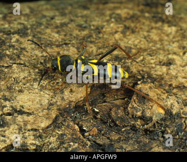 Wasp beetle Clytus arietus wasp mimare comune anche nei giardini siepi Foto Stock