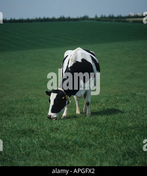 Holstein mucche frisone di pascolare su primavera buona erba Hampshire Foto Stock