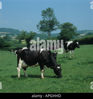 Holstein il frisone vacca da latte sul buon pascolo estivo East Devon Foto Stock