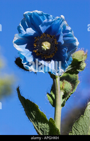 Meconopsis betonicifolia Himalayan Poppy Foto Stock