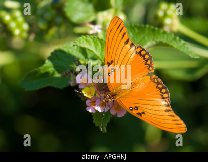 Farfalla Fritillary del Golfo (Agraulis vanillae) su Lantana. Primo piano. Oklahoma, USA. Foto Stock