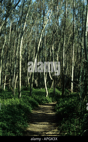Alnus tree forest. Buenos Aires, Argentina Foto Stock