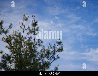 Alberi di pino contro un cielo blu Foto Stock