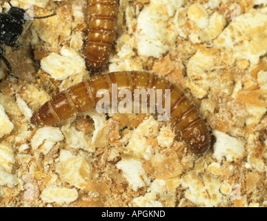 Giallo mealworm Tenebrio molitor larva sul pasto Foto Stock