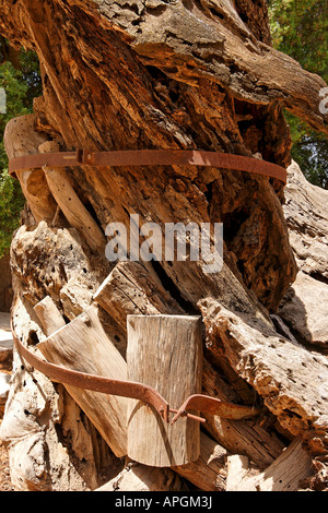 La giudea il tronco di Abramo s Oak Kermes Oak presso la chiesa russa ortodossa a Hebron Foto Stock