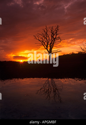 Oak Quercus robur riflessa in stagno Foto Stock